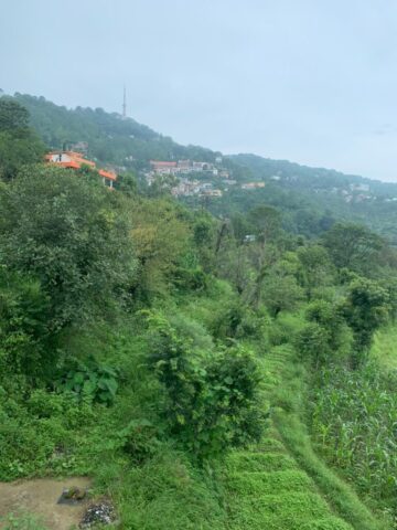 Green Vegitation and view of Kasauli Doordarshan Tower