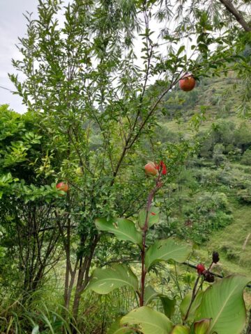 Pomegranate trees near our Homestay