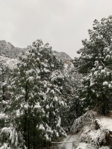 Snow covered Pine trees