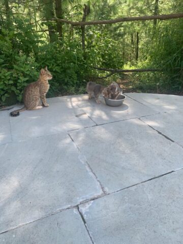 Stary Cats at our homestay
