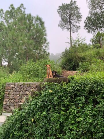 Stary Dogs at our homestay